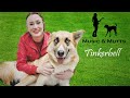 Music &amp; Mutts | Playing Guitar For Tinkerbell Ep. 1