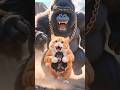cat vs monkey #shortsvideo #cuteanimals #trendingnow