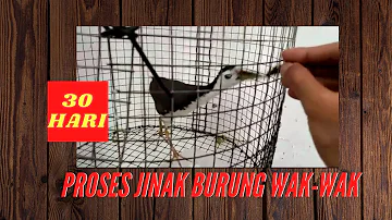 Burung wak-wak | Cara jinak burung |  Burung Ruak