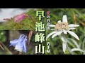 【花の百名山】 7月 早池峰山/岩手県　蛇紋岩地帯の植生　早池峰山特産種の花々が迎えてくれました