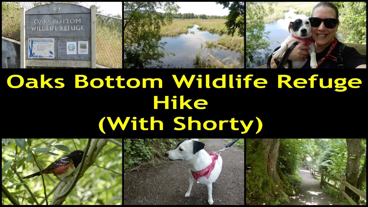 Oaks Bottom Wildlife Refuge Hike with Shorty