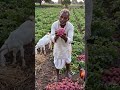 आलू की खेती किसानों के लिए एक अत्यधिक लाभदायक नकदी फसल है।