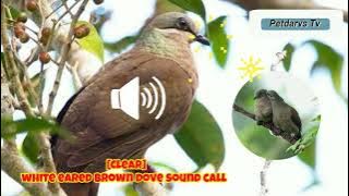 white eared brown dove sound call. #alimokon #birdsounds