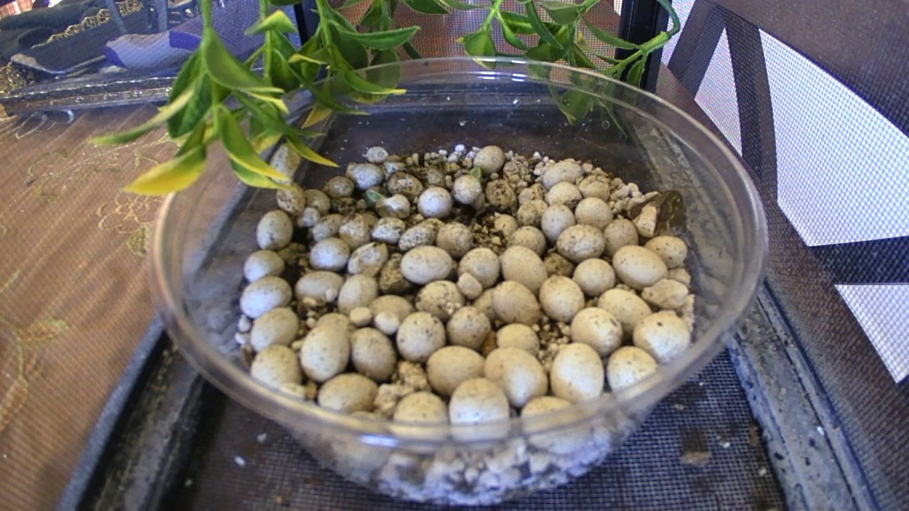 Chameleon Eggs Hatching Time Lapse - YouTube