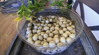 Chameleon Eggs Hatching Time Lapse