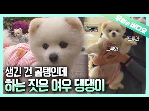 주인 : <strong>우리</strong> 집 딸랑구 참 귀여운데 자꾸 선을 넘네...🤦‍♀️┃Owner: My Baby&amp;#39;s Cute But She Crosses the Line <strong>So</strong> Much...