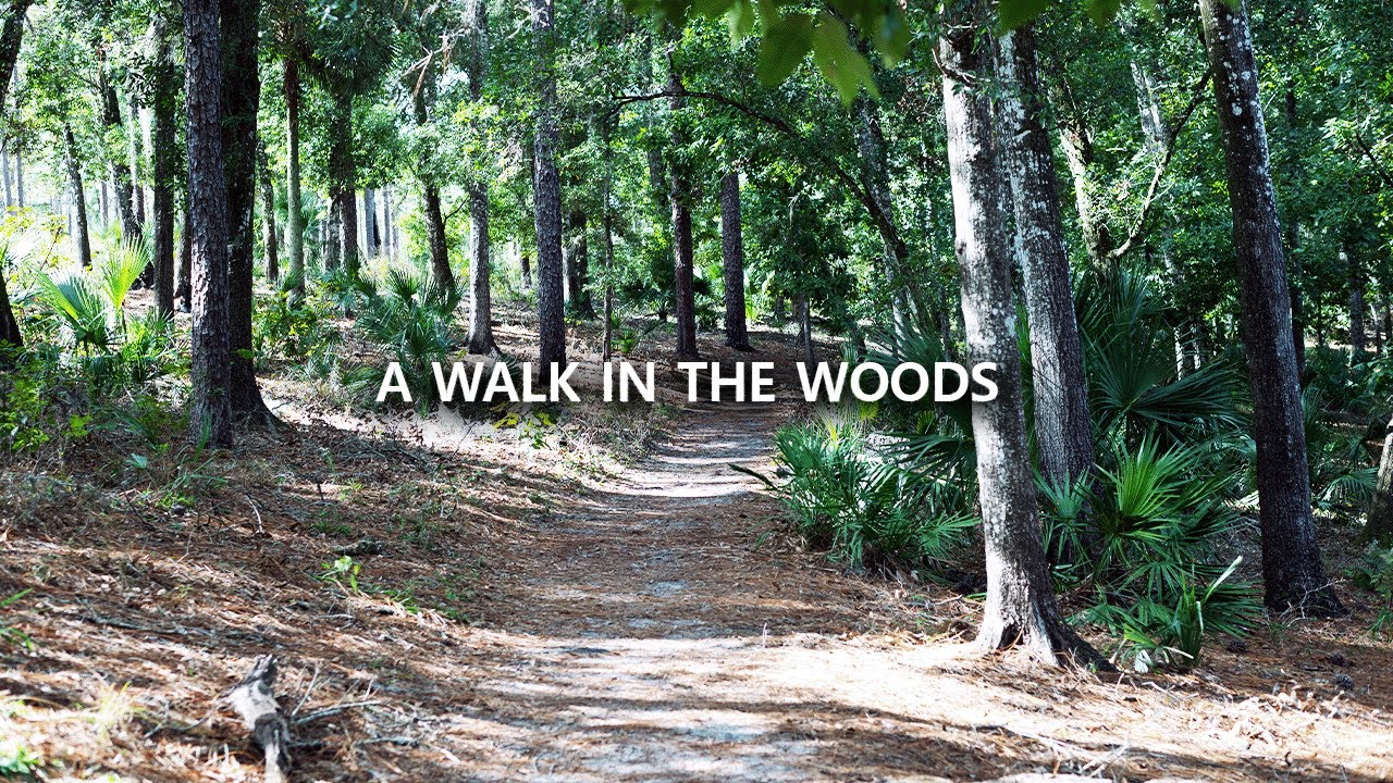 A Walk In The Woods | Topher's Log