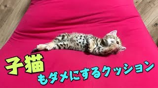 人をダメにするクッションは猫もダメにするみたいです