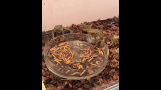 Frog, toad, salamander LIVE FEEDING!