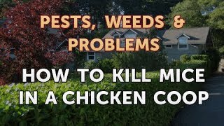 How to Kill Mice in a Chicken Coop