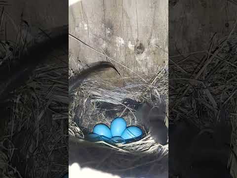 Восточная сиалия отложила 5 яиц в скворечнике!   #eggs #nest