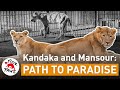 Savesudanlions kandaka and mansour start over in jordan