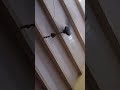 #shortvideo