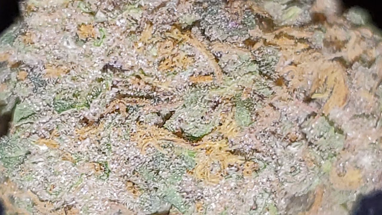 KANDY KUSH SESSION (indica) || BLACKDIAMOND CANNABIS