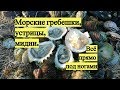 Морские гребешки, устрицы, мидии. Всё прямо под ногами / Scallops, oysters, mussels. Under your feet