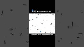 Scientists Created Living Microrobots That Can Detect and Kill Cancer Cells #robot #tech #shorts