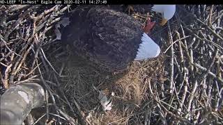 Bald eagles eat koi for lunch! What Eats The Bald Eagle