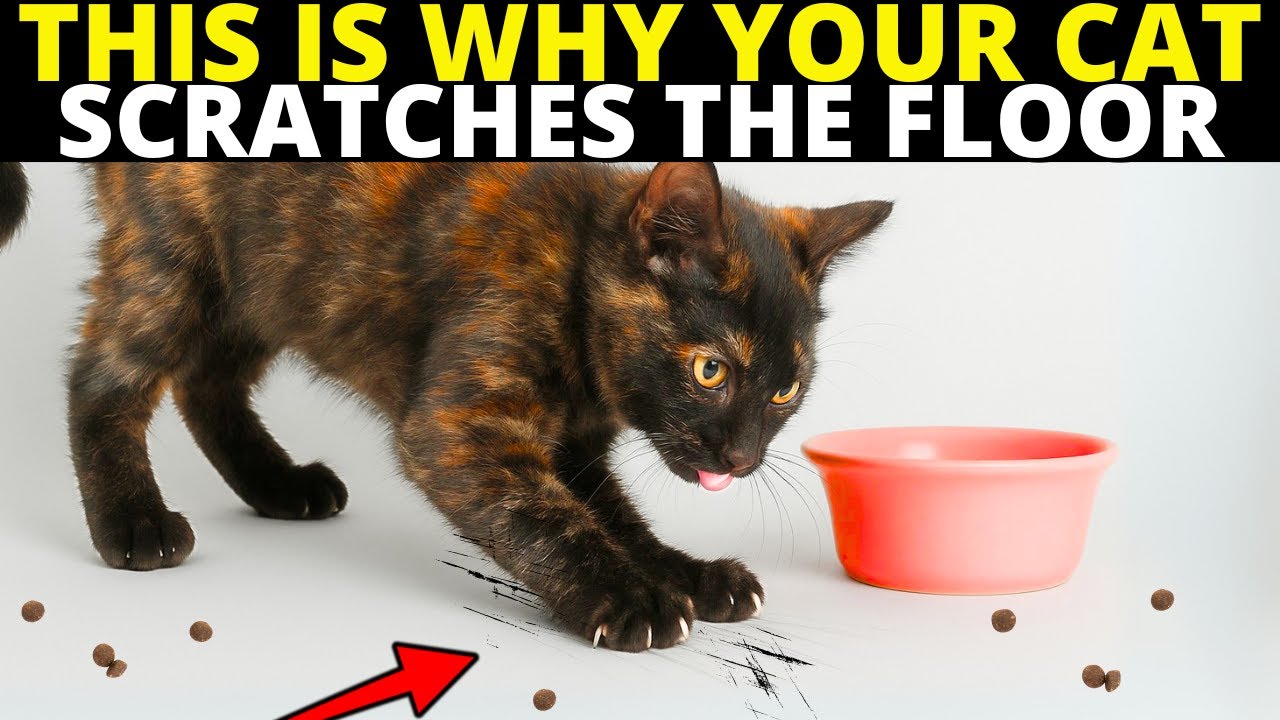 Why is My Cat Scratching around Her Food: Surprising Reasons Explained