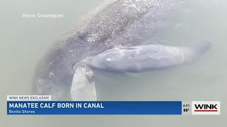 Manatee calf born in SWFL canal