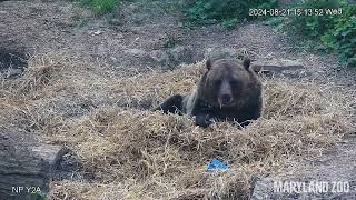 Nita the Grizzly Bear Enjoying Every Bit of Her Fresh Bedding 🐻 🐾