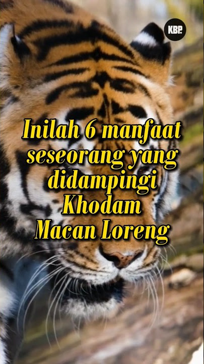 Inilah 6 manfaat khodam macan loreng #macanloreng #khodammacan #kibaguspurwas