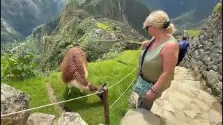 Close Encounter with Llama, Machu Picchu, Peru, Wanderful Holidays LLC from Ann S. 🇵🇪
