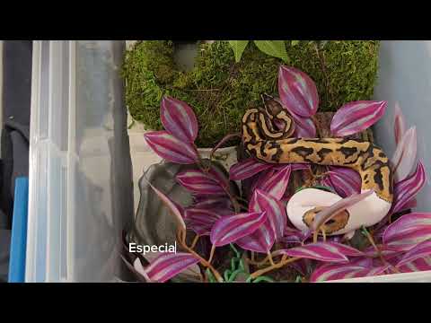 Emoji pied ball python eats his mouse!