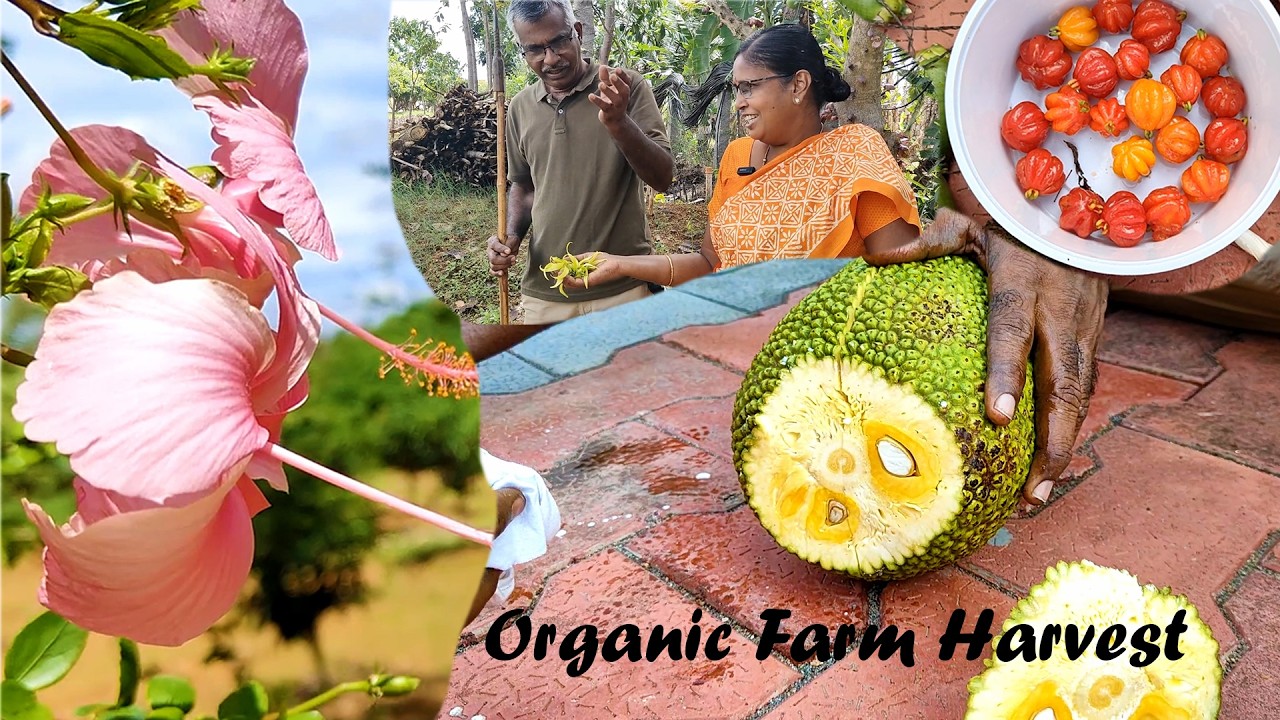 🦋🍡🪻தோட்டத்துல கொண்டாட்டம் முடியல  | Aruvadai Vlogs #farming #comedy