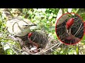 Baby Fell UPRIGHT DOWN Eating Outsized Termite | Bulbul baby birds in Nest