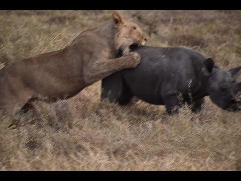 Video: Tembo Na Nguruwe