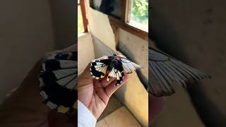 TERPERANGKAP #shortvideo #tanamanrumahan #garden #kebun #tanamanhias #green #taman #kupukupu