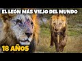 LOONKITO! EL LEÓN MÁS VIEJO DEL MUNDO