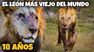 LOONKITO! EL LEÓN MÁS VIEJO DEL MUNDO