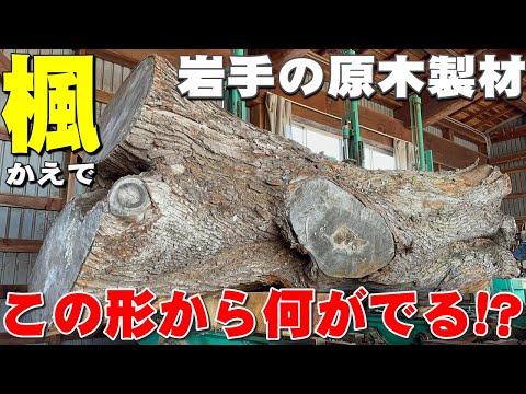 二股のカエデ】イタヤカエデ原木製材【木の店さんもく】Japanese Maple