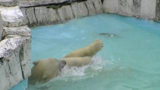 ホッキョクグマ くるりとキロル(円山動物園)