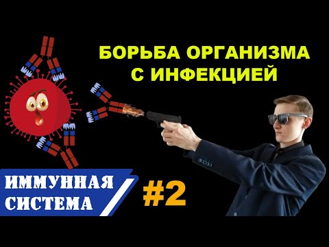 ИММУНИТЕТ человека #2 | Механизм специфического ИММУННОГО ОТВЕТА | Т-киллеры, Б-лимфоциты, антитела