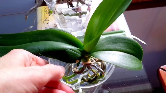 Tutorial on placing your orchid in sphagnum moss in container with
