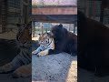 Bear licking tigers ear 