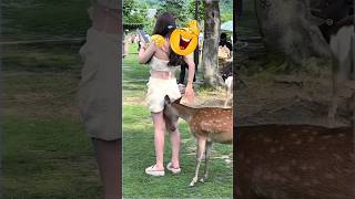 Epic Monkey Deer & Girl Funny Moments Animal Short