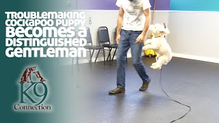Troublemaking Cockapoo Puppy Becomes a Distinguished Gentleman by Tyler Muto 910 views 1 year ago 1 minute, 1 second