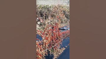 Harvesting jujubes – good tools and machinery improve work efficiency