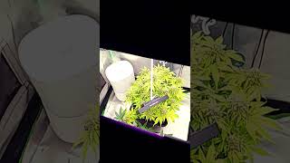 Sweet Cheese F1 automatic anonymous from 2fast4buds I call it mini kong #video #shorts  #viral