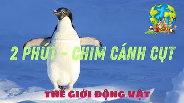 KHOA HỌC CHO BÉ | SONG NGỮ | 2 phút chim cánh cụt | #kiếnthứcthúvị #khoahọc #béthôngminh #độngvật