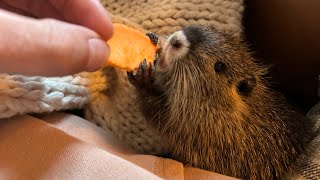 The Dollar Store Capybara