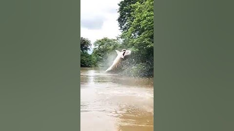 fise#youtube #hindi songs#verification video