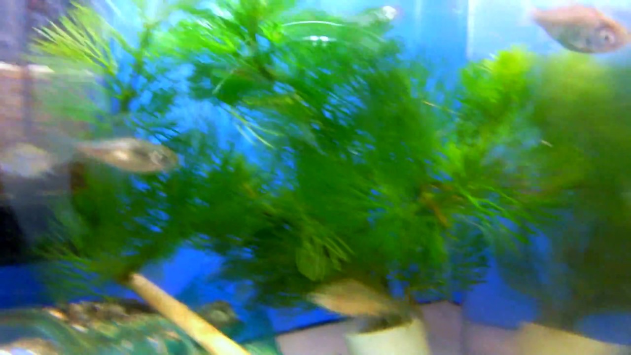 オイカワの混泳について カワムツやエビと混泳できる 熱帯魚 淡水魚 海水魚の図鑑