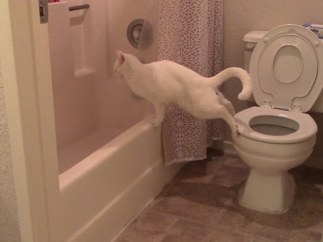 Un Chat Teste Une Nouvelle Facon De Faire Caca Un Chat Teste Une Nouvelle Facon De Faire Caca