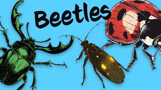 10 Beetles 🐞 Know them Love them by Socratica Kids 16,536 views 1 month ago 10 minutes, 34 seconds