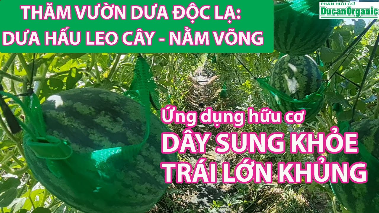 Độc lạ: Cho dưa hấu nằm võng - Trái lớn nặng ký bóng đẹp - Dây sung khỏe cứng là sử dụng HC Đức An.