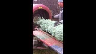 Christmas Tree Baling